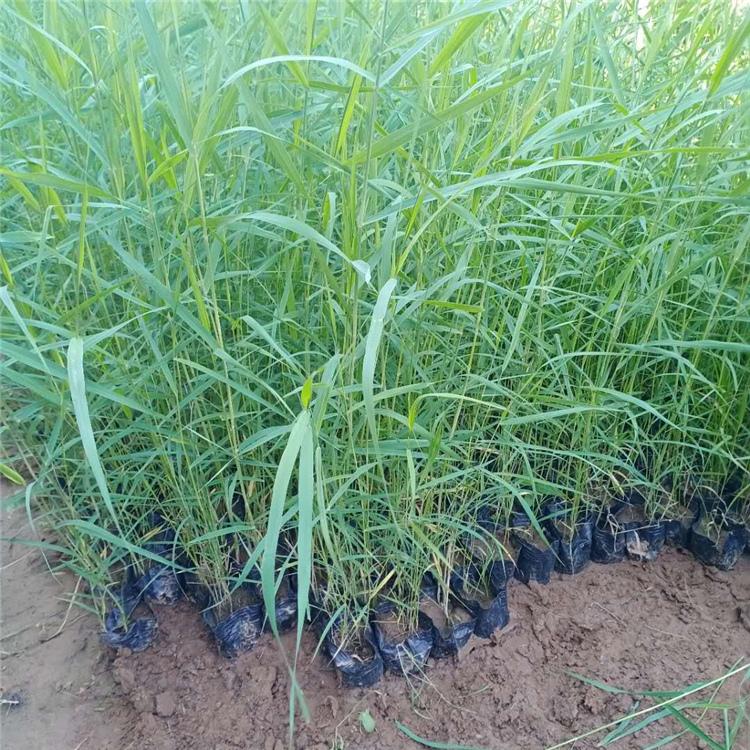 多年水生花卉基地出售芦苇 芦苇批发商 量大优惠