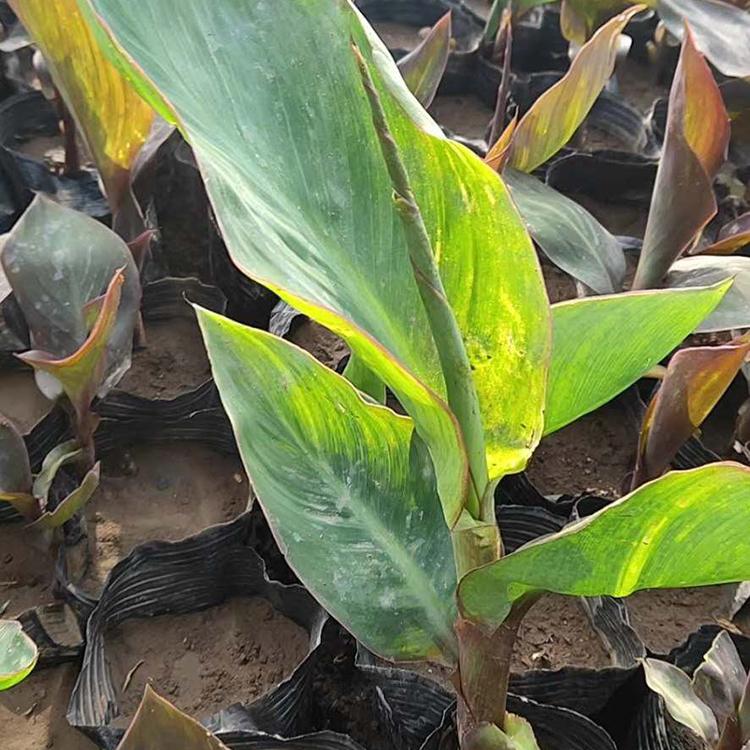 美人蕉 120盆美人蕉 基地优价出售 凯洋