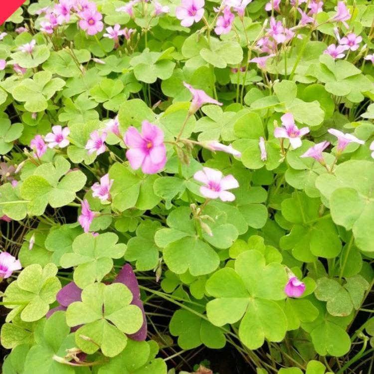 红花醡浆草价格   绿叶醡浆草价格  小涵花卉 榨浆草 醡浆草批发