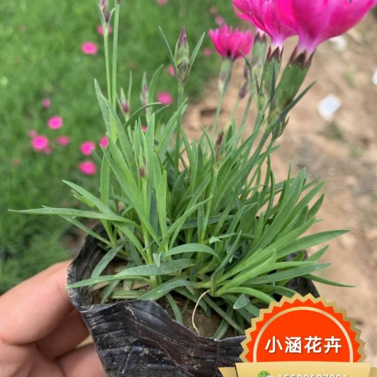 开花草坪 欧石竹 小涵花卉 欧石竹批发