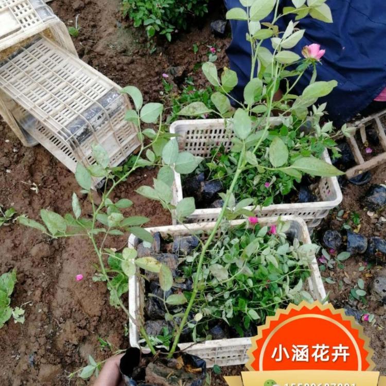 月月红价格 月月花价格 月季价格 四季花价格 胜春价格 月季批发 小涵花卉 绿化苗木