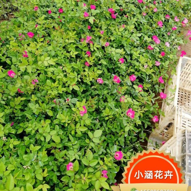 月季价格 丰花月季花价格 胜春价格 月季批发 小涵花卉 绿化苗木