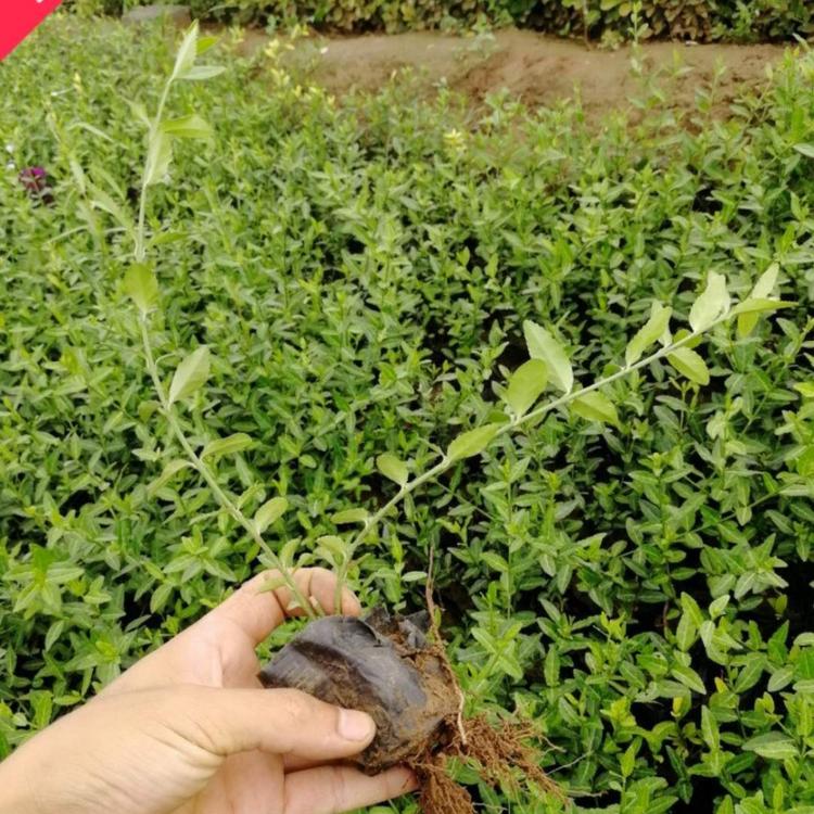 青州绿化苗木 小叶扶扶芳藤价格 爬行卫矛价格 匍匐扶芳藤 小涵绿化苗木