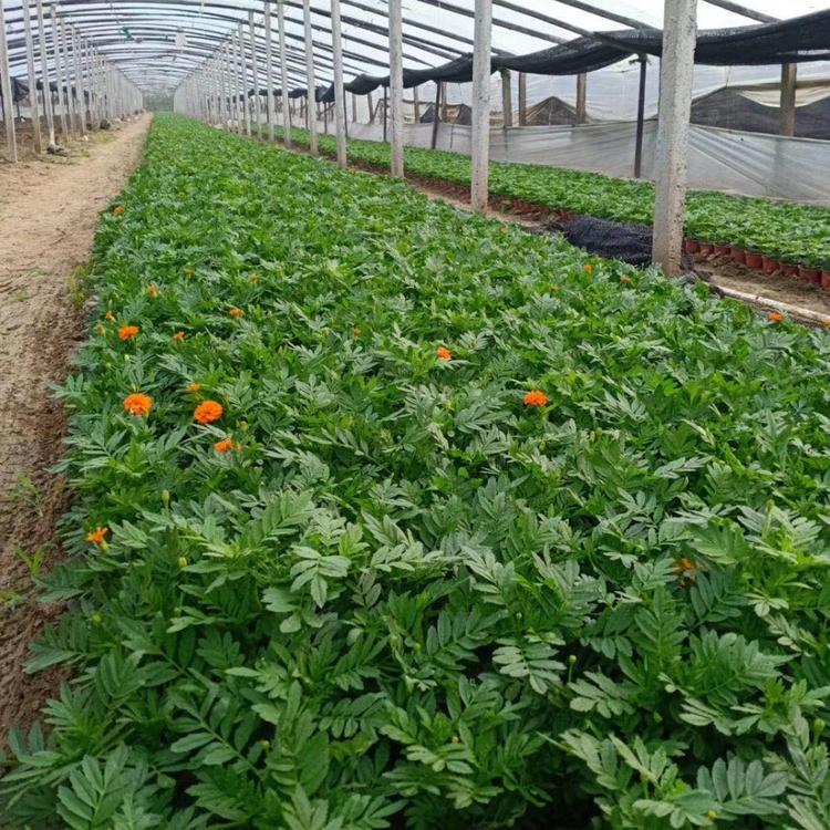 孔雀草价格 草花基地 全国平价草花基地  精品苗木