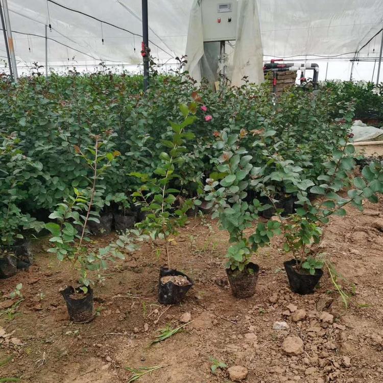 紫薇价格 紫薇种植基地 紫薇报价