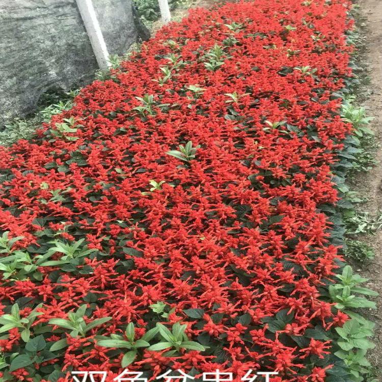 一串红种植基地【天一花卉】保质保量物优价廉