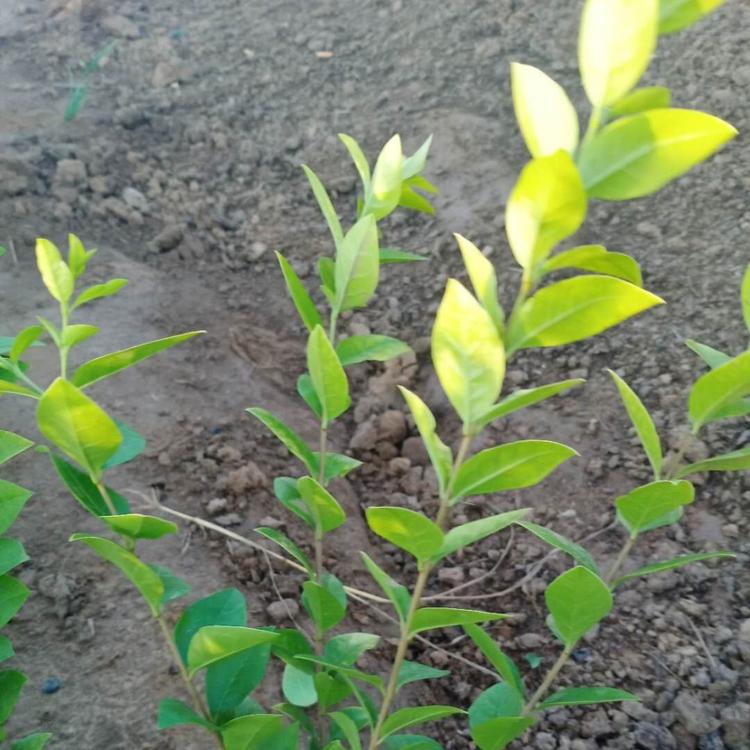 金叶女贞 青州货源【天一花卉】物优价廉