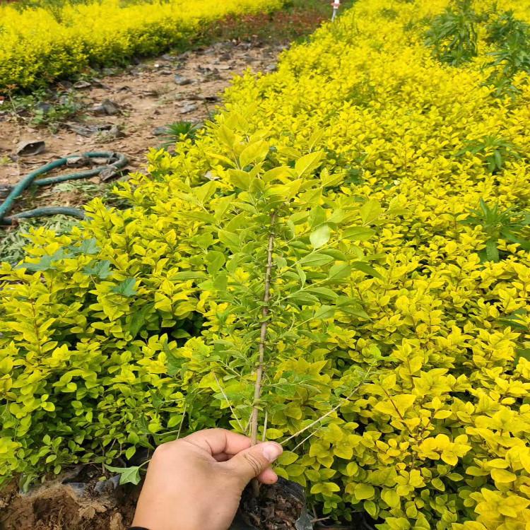 金叶女贞 种植基地    报价找天一欢迎致电