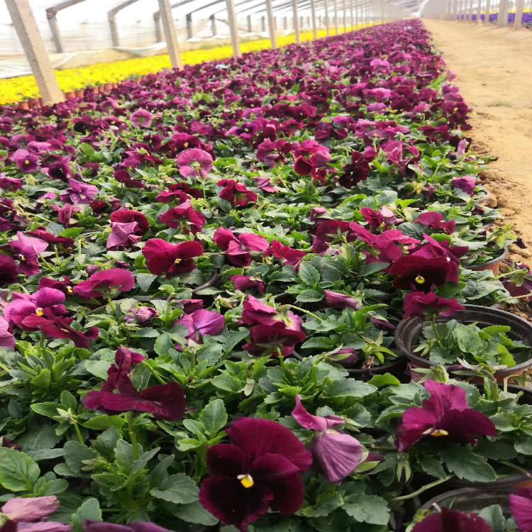 三色堇多色系植物自家苗圃直供【天一花卉】种植基地