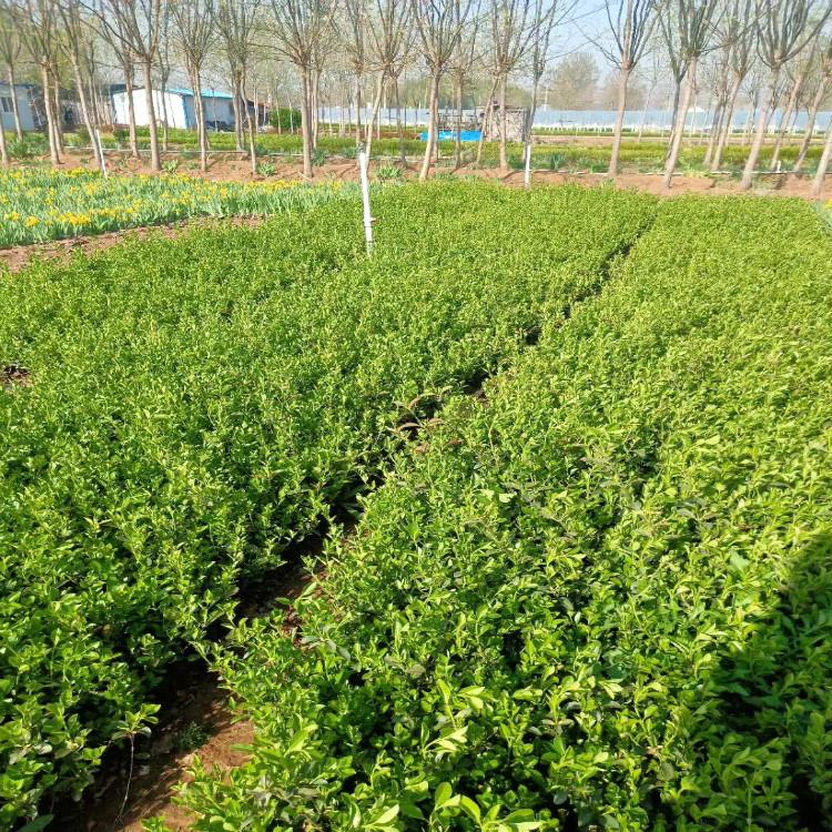 卫矛价欢迎致电【天一花卉】货源充足常年供应