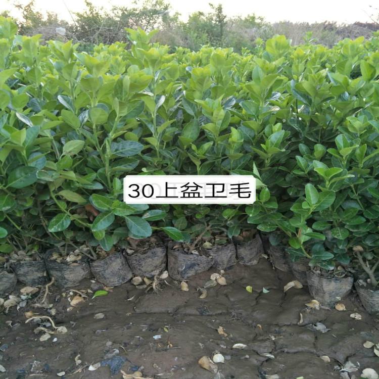 卫矛自家苗圃直供物优价廉保质保量