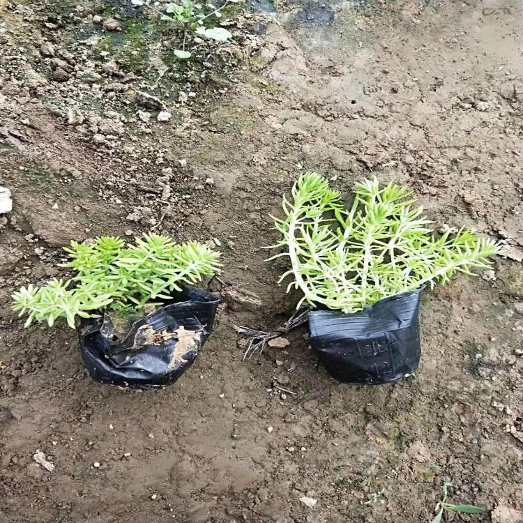 黄金条【天一花卉】种植基地花海用苗