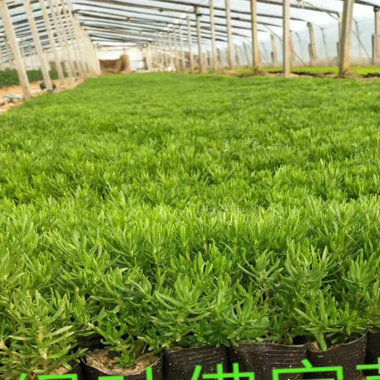 佛甲草营养杯苗【天一花卉】货源充足现货直供