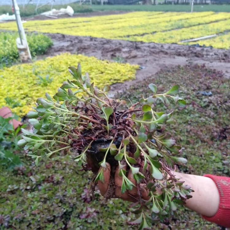 红叶景天营养杯苗货源充足欢迎致电【天一花卉】
