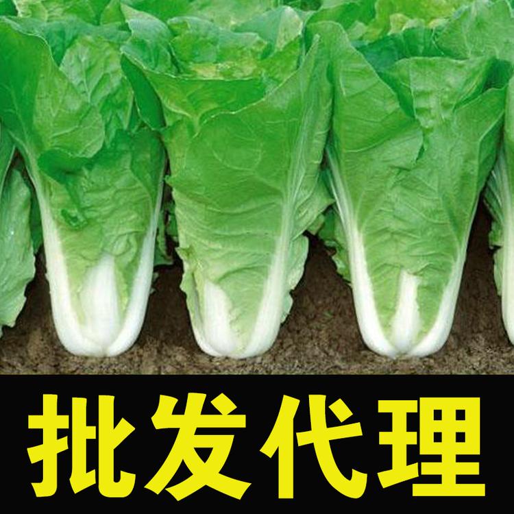 快菜种子速生白菜黄金菜籽20天成熟宽帮深绿色黄绿色翠绿色夏季耐厂家直销批发代理大面积播种热快菜夏秋四季播种速生白菜耐寒耐抽苔冬季春季速生白菜种子春秋蔬菜种子速生快菜四季