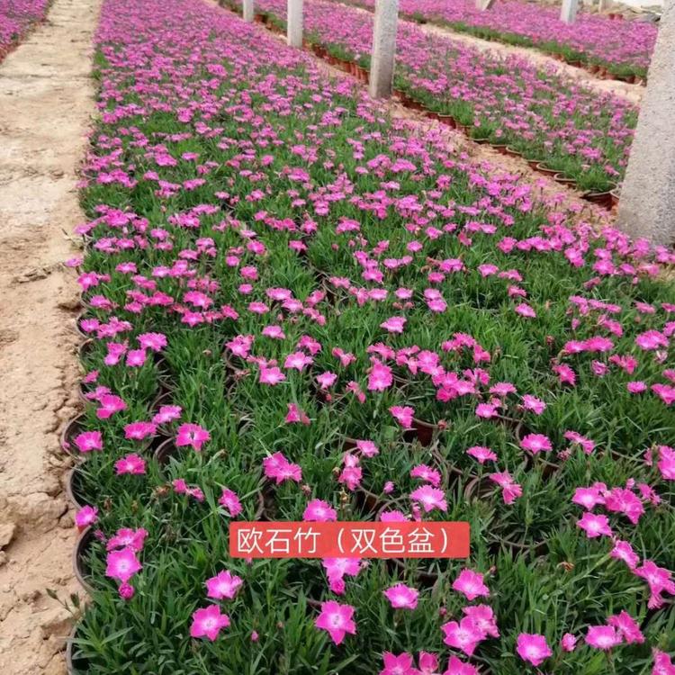 欧石竹种植基地 欧石竹批发价格 欧石竹双色盆 轩琪花卉