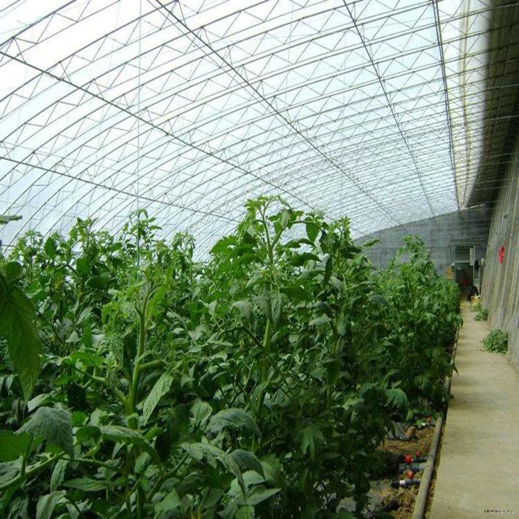 厂家供应日光温室连栋大棚 花卉蔬菜大棚 薄膜温室