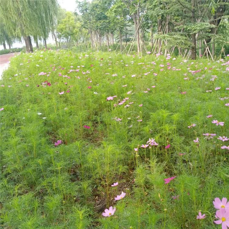 波斯菊基地种植 青州凯洋花卉培育出售波斯菊 优价直售