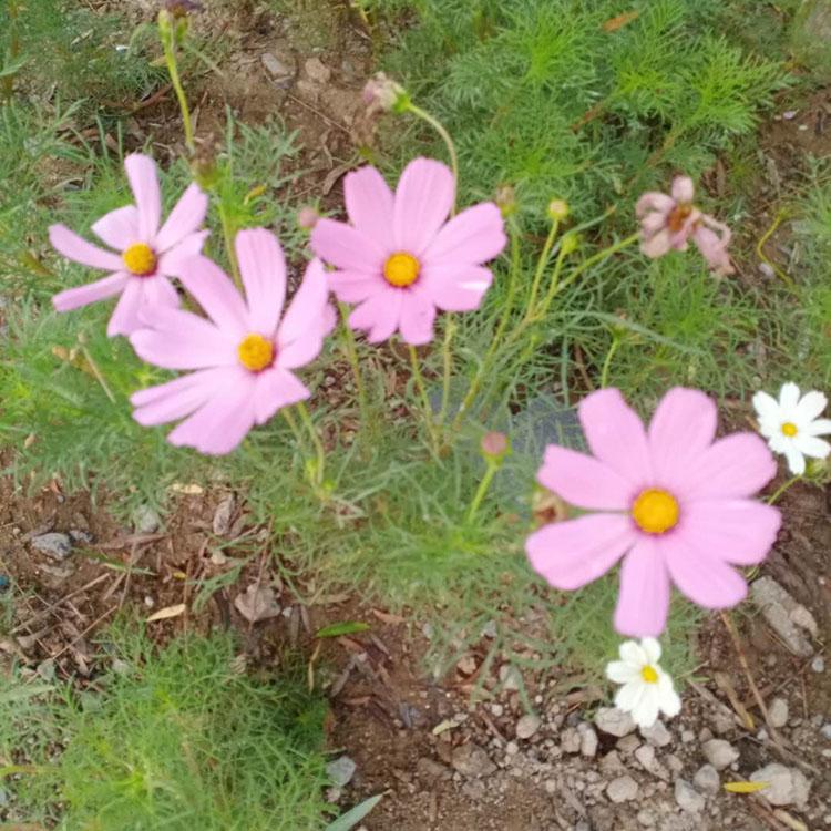【凯洋花卉优价直销】波斯菊 山东波斯菊批发商