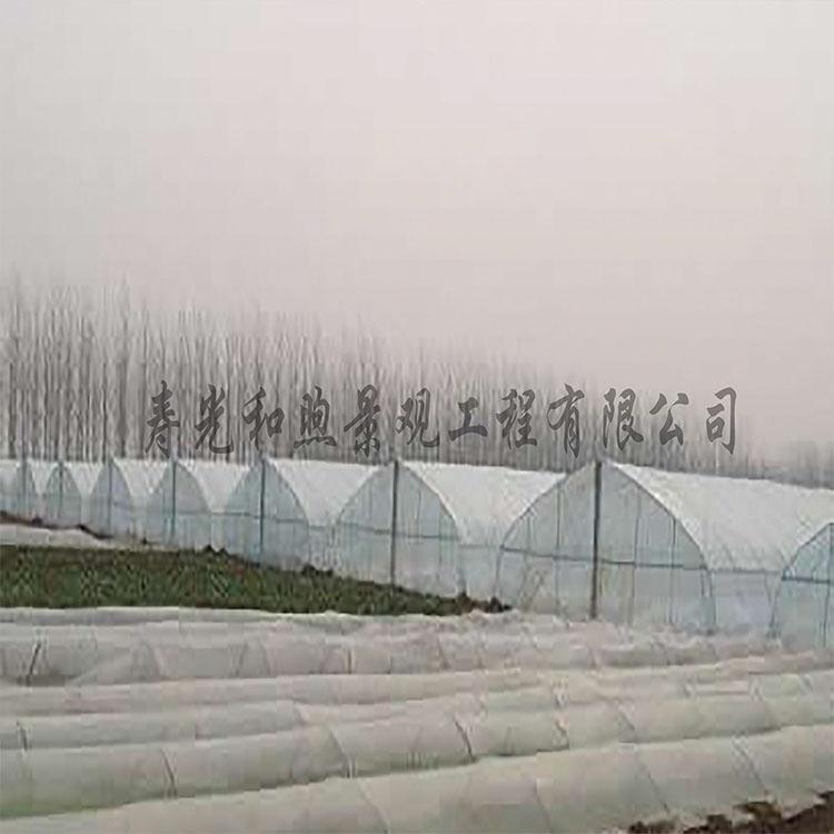 温室大棚 春秋温室大棚拱棚设计 和煦温室大棚建造