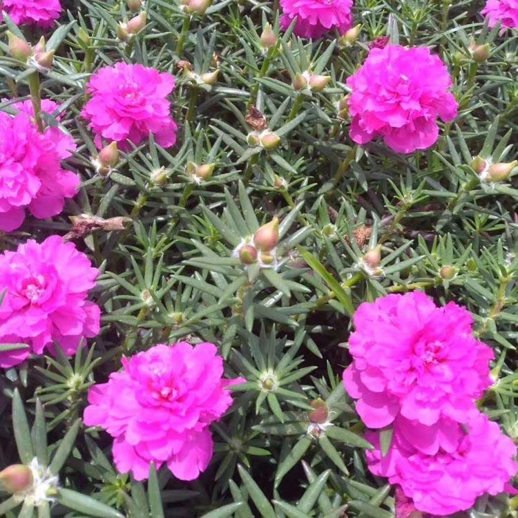 半枝莲 太阳花 耐热 青州草花