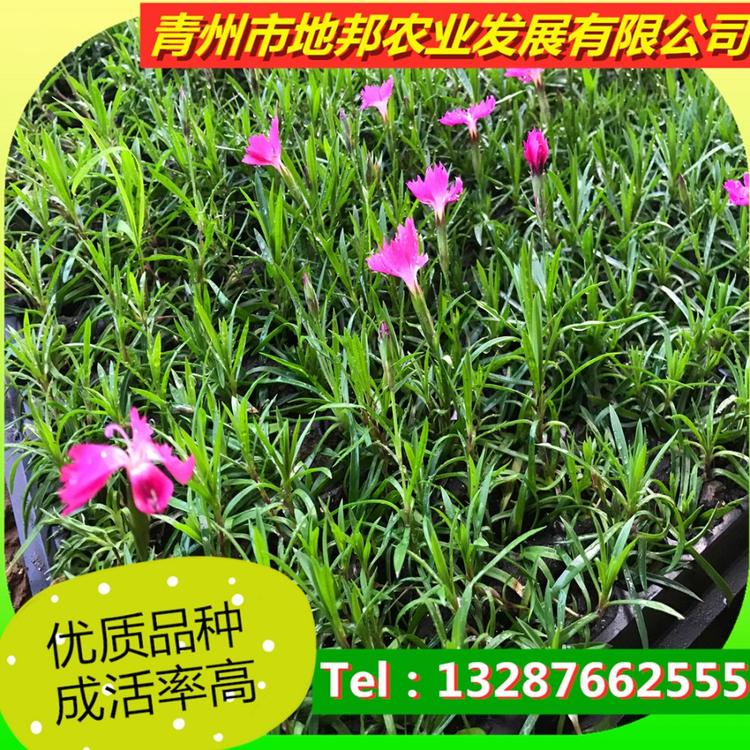 欧石竹杯苗  欧石竹小苗供应商 地邦