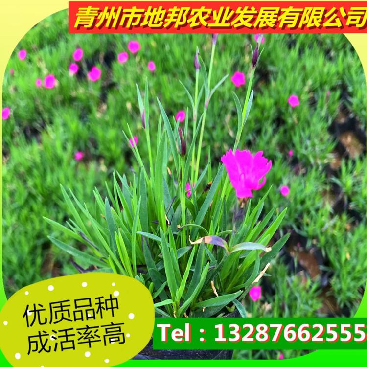 质优价廉   欧石竹花海 欧石竹批发商地邦等你