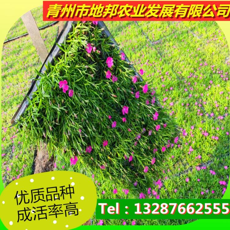 地邦石竹供应商 欧石竹种植基地 山东草花培育商