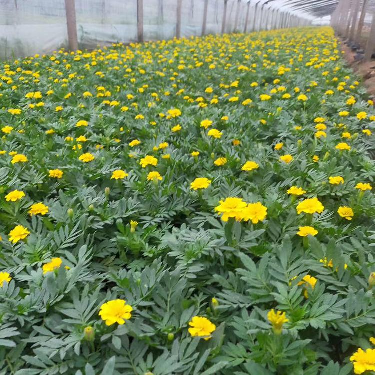 观赏孔雀草 孔雀草种植基地 青州草花