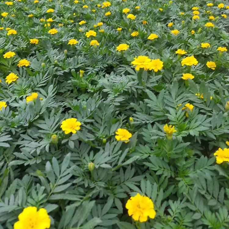 孔雀草供货商 长势不错 孔雀草