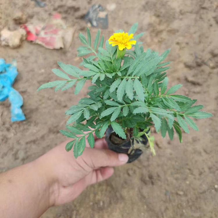 长势不错 观赏草花基地 孔雀草