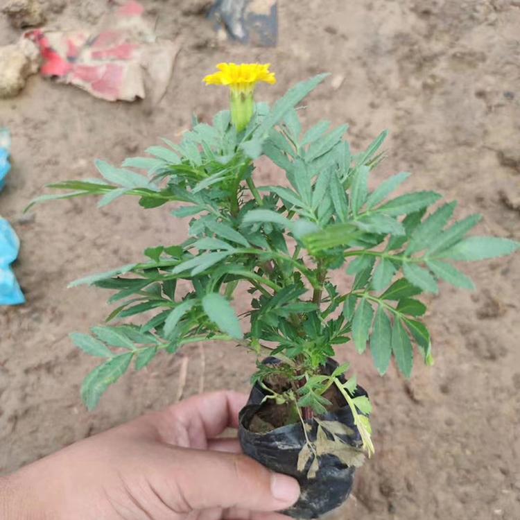孔雀草种植基地 基地供应 孔雀草小苗