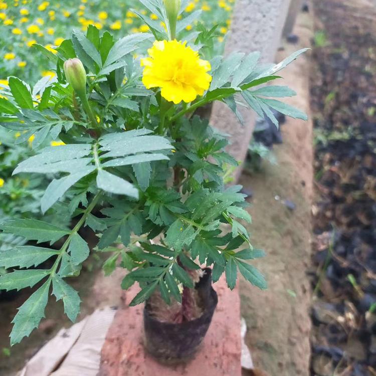 观赏孔雀草 孔雀草供货商 青州草花