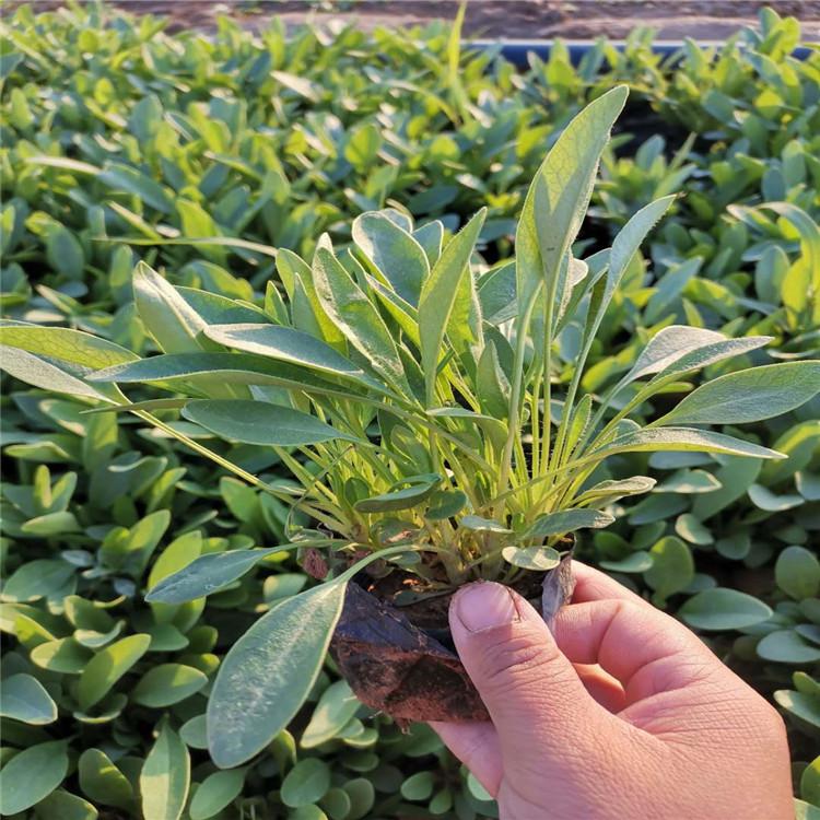 金鸡菊供应商  金鸡菊基地直销  金鸡菊价格    欢迎来电咨询