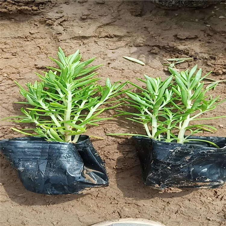 佛甲草供货商 多年生佛甲草价格  佛甲草基地