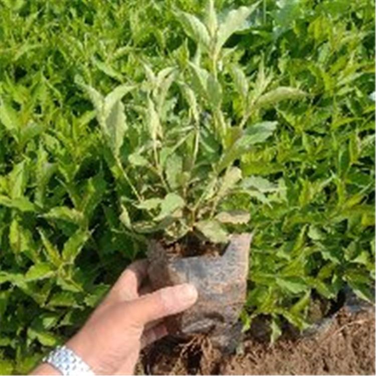 种植红王子锦带基地 红王子锦带报价实惠 红王子锦带价格 红王子锦带种植