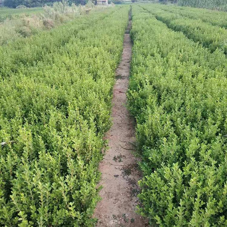 绿化黄杨苗 瓜子黄杨基地 园林工程用瓜子黄杨