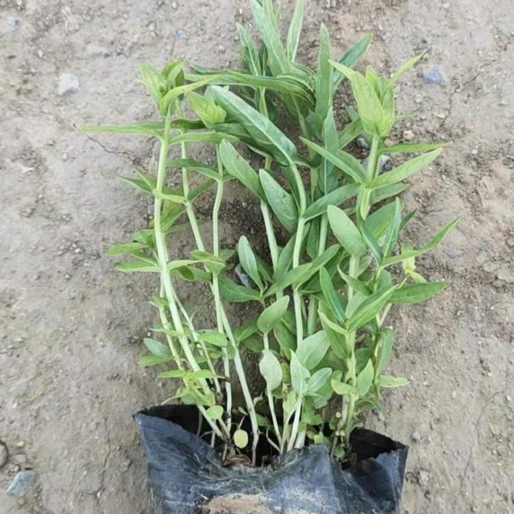 绿化苗木 千屈菜 千屈菜苗 森木花卉 基地直销