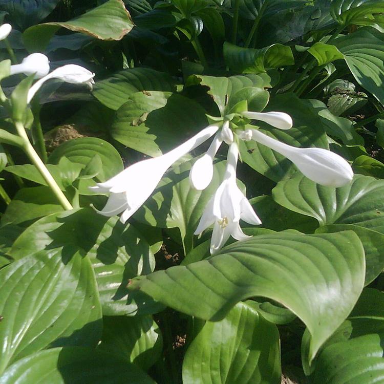 玉簪苗木 玉簪供应   耐阴植物  售后无忧