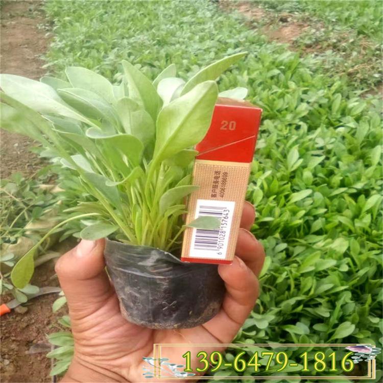 金鸡菊 金鸡菊多年生草花盆苗价格 公园道路两旁黄色菊花