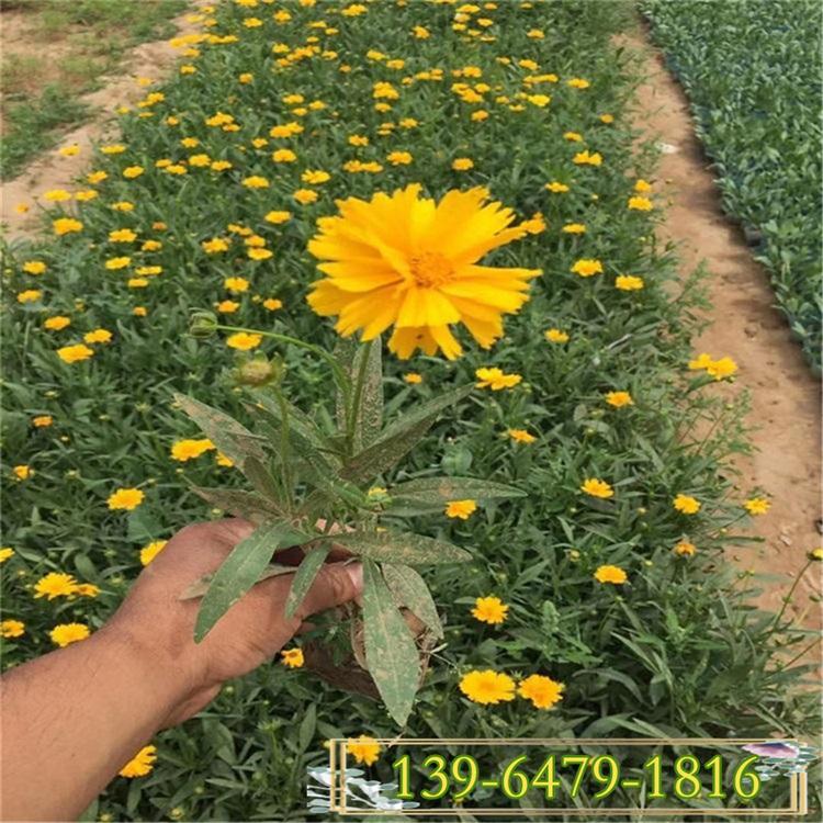 便宜的金鸡菊花苗 开黄花的植物 直供金鸡菊幼苗