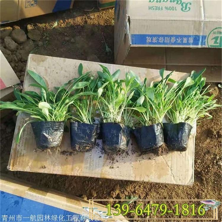 金鸡菊花籽 金鸡菊盆苗 适合树底下下种植的花卉