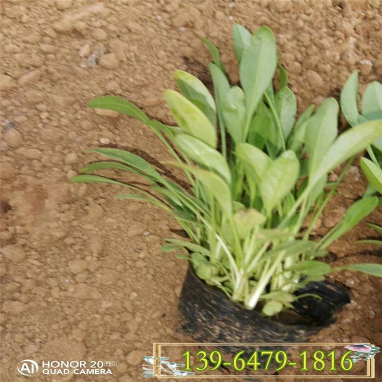 便宜的金鸡菊花 山东彩诺园艺 直销金鸡菊幼苗