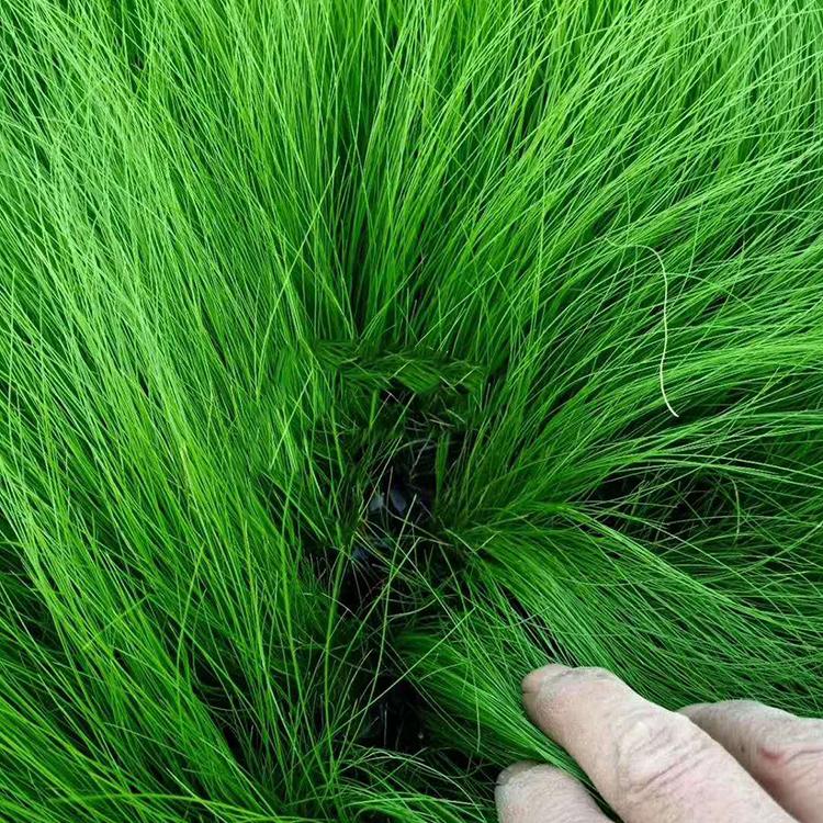 青州细叶针茅价格 观赏草细茎针茅 采购基地