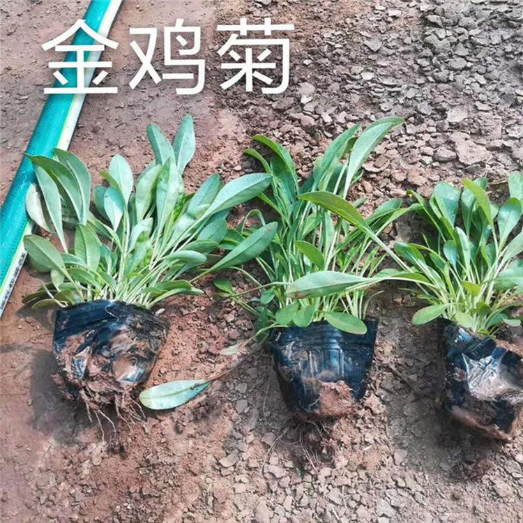 金鸡菊报价 锦川供应金鸡菊 金鸡菊基地出售