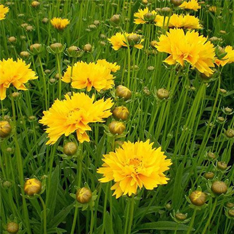 金鸡菊批发商 青州金鸡菊批售 金鸡菊种植基地