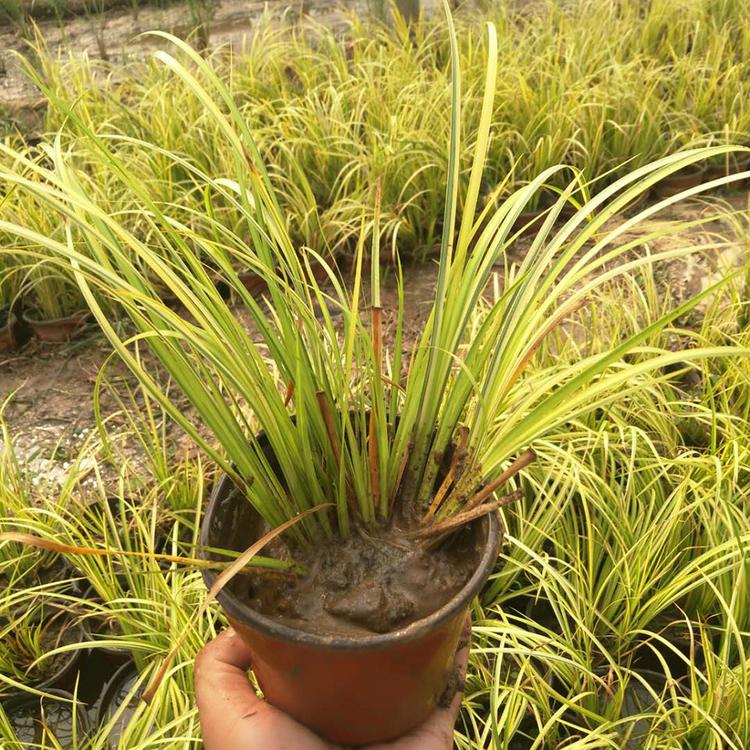 金叶石菖蒲供应商 青州金叶石菖蒲基地 冠鑫