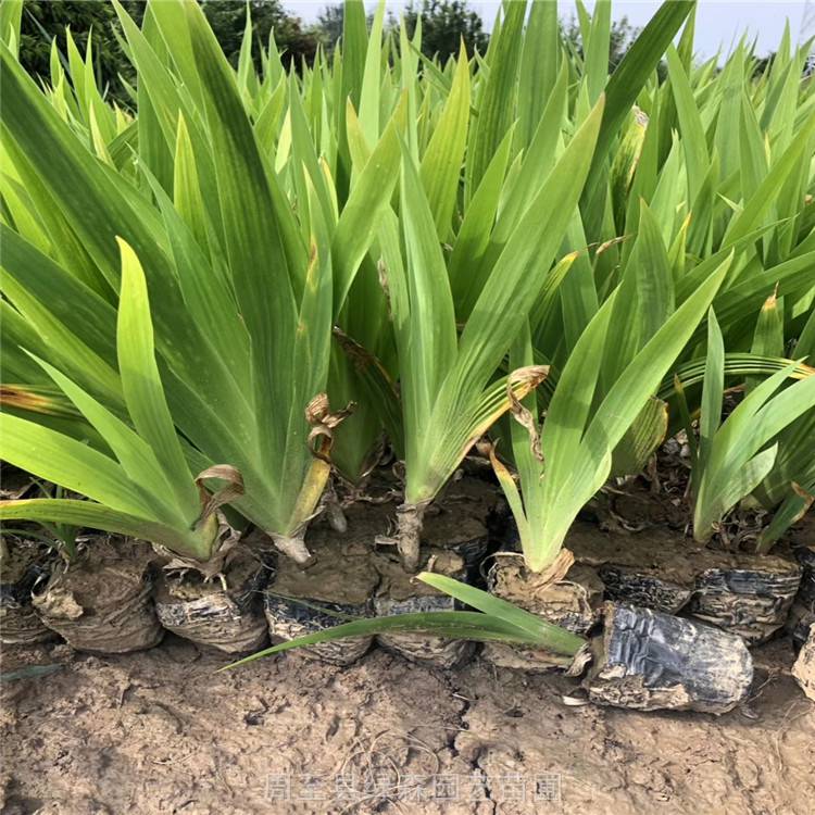 黄花燕尾价格批发  蓝花燕尾价格批发  黄菖蒲价格批发青州