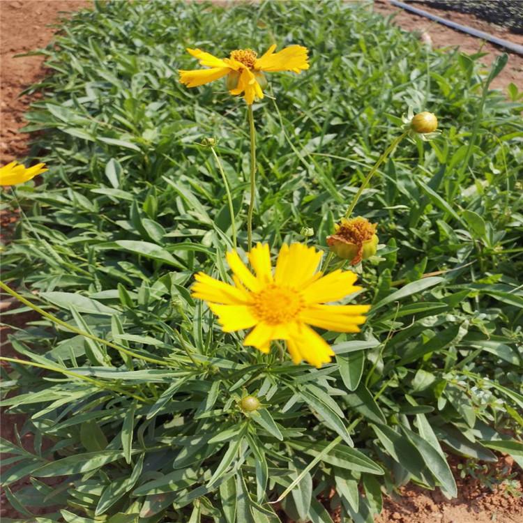 金鸡菊供应商  金鸡菊价格   金鸡菊   欢迎来电咨询