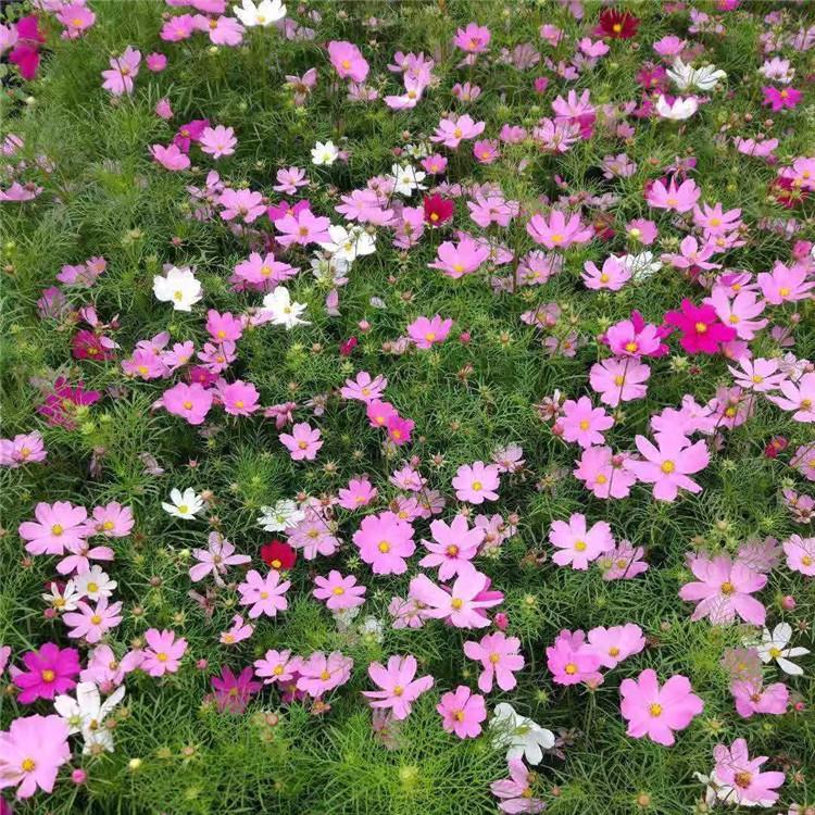 观赏波斯菊种植 波斯菊供应